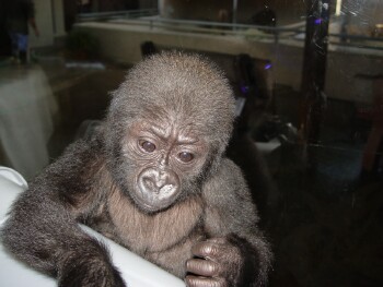 Bangori Baby Western Lowland Gorilla